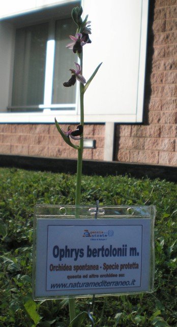 Ophrys bertolonii Moretti